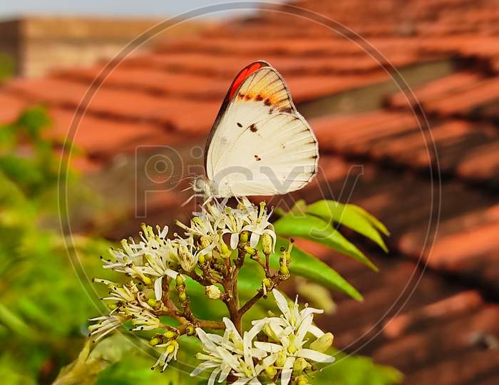 Colotis butterfly