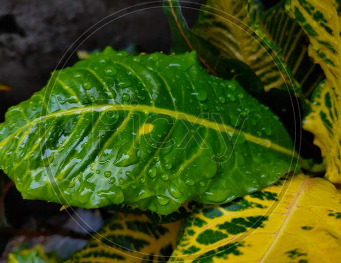 A CROTON PLANT WITH YELLOW LEAF