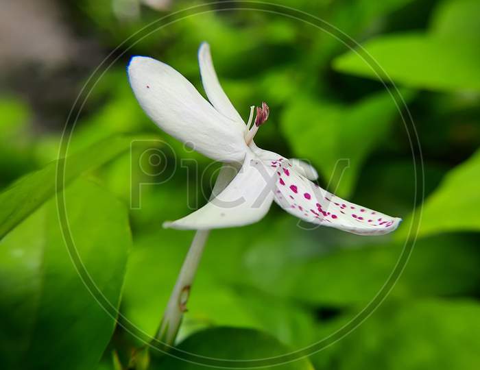 Wild white flowers of India.