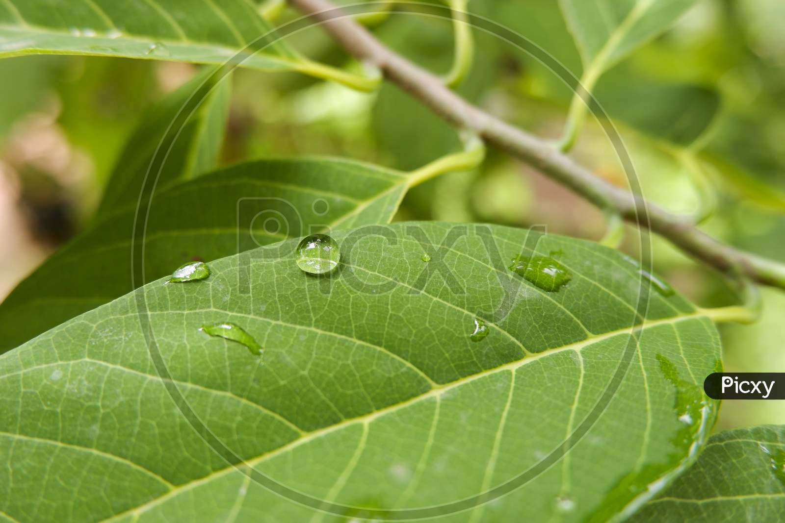 Closeup Shot Of Rain Drops On Green Leaf
