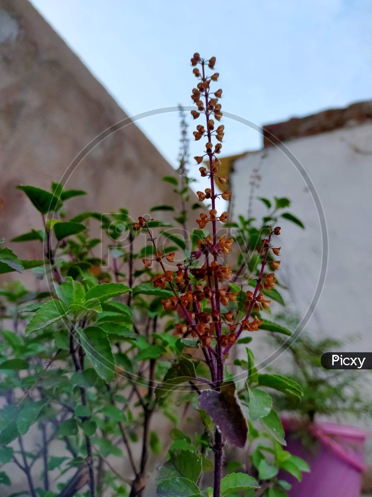 Tulsi plants flowers and leaves, a very sacred tree