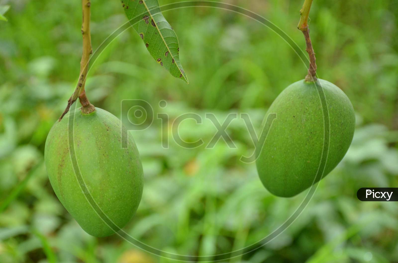 the pair of ripe green mango with leaves and branch in the garden.