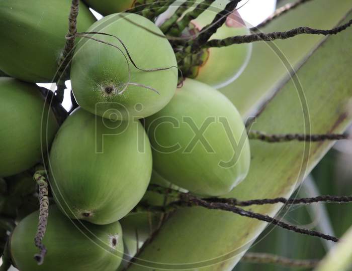 Tender coconut pictures