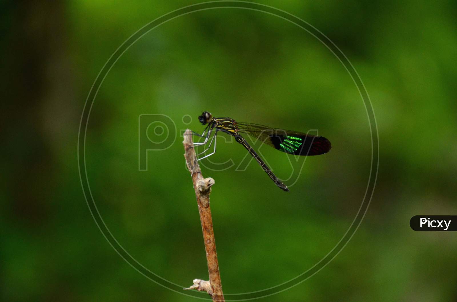 the beautiful small green dragonfly on the plant branch in the forest.