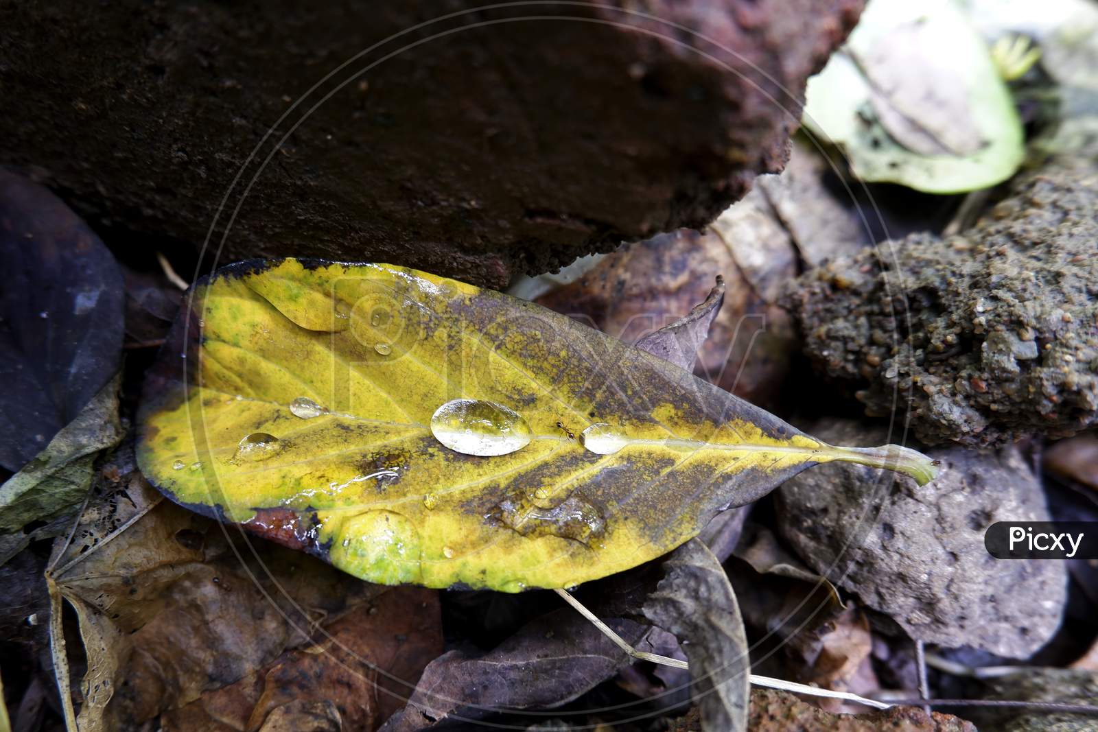 Macro Shot Of Rain Drops & Ant On Yellow Leaf