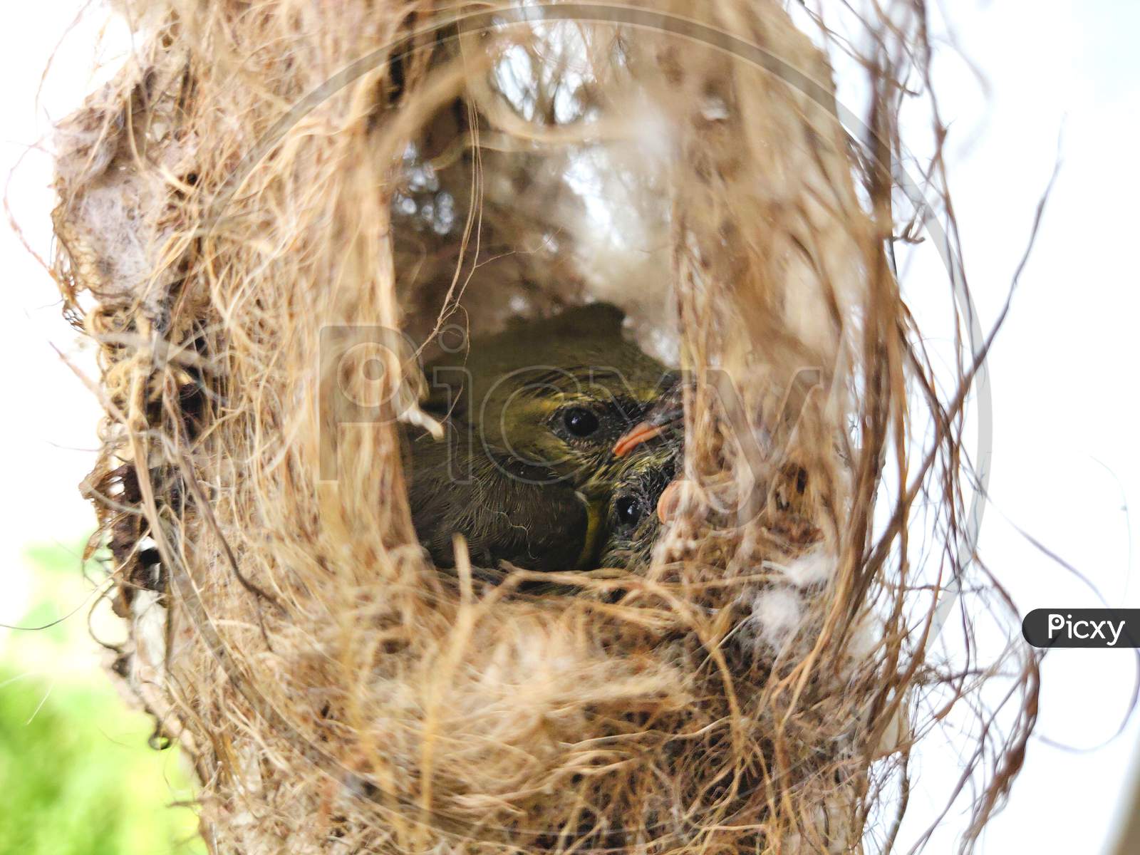Baby Bird Peeping Out Of Nest