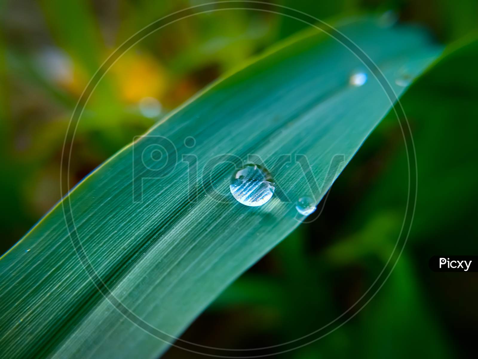 Dew Drops On Green Leaves Of Millet