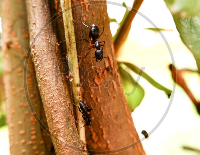 Closeup Shot Of Black Ants On Tree Searching For Food