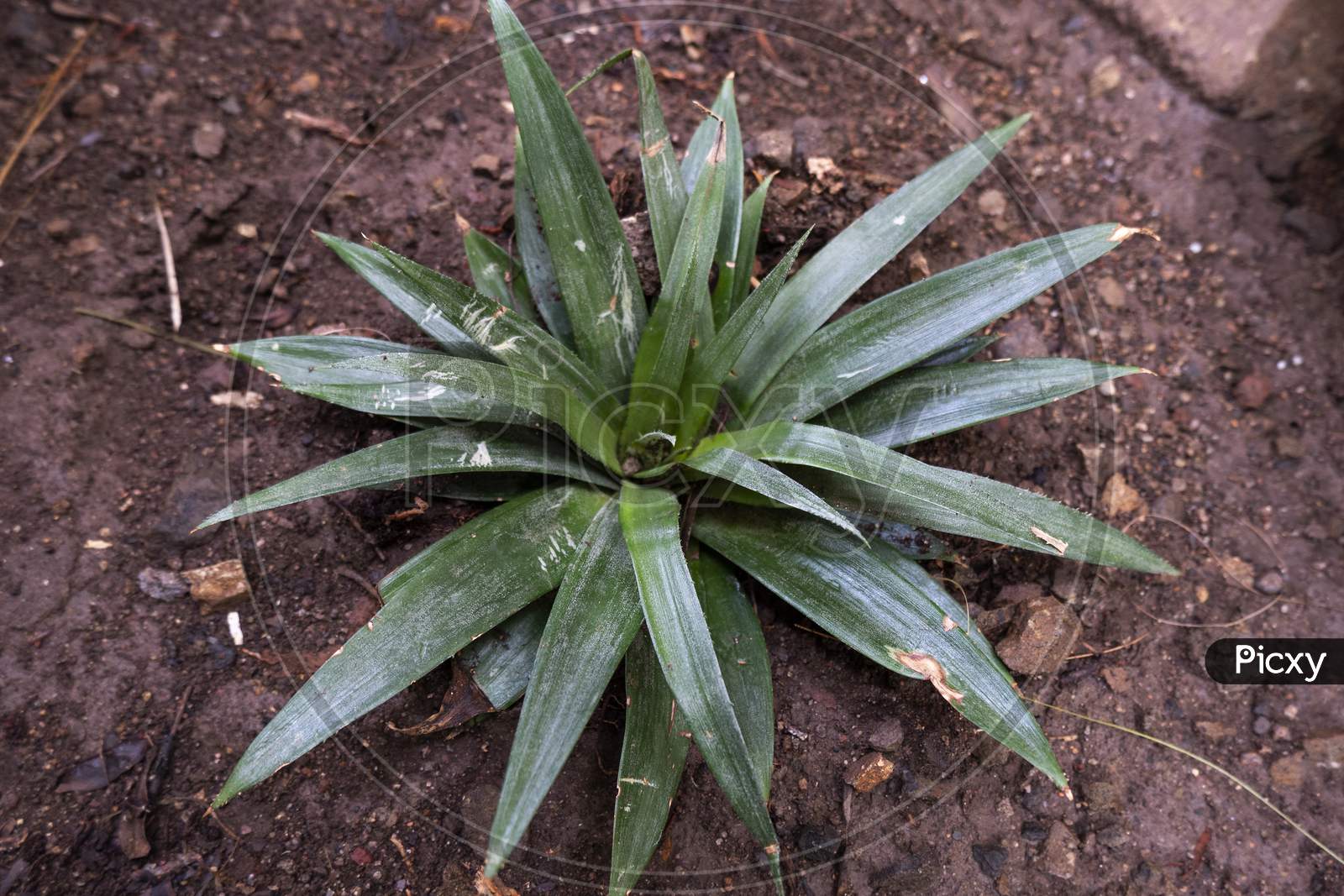 Top View Of Pineapple Plant In Home Garden