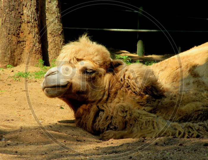 A Very Old Dromedary Arabian Camel Resting At A National Park