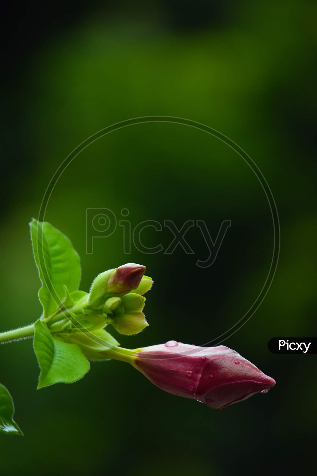 Beautiful Pink Color Flower At Outdoor, Raindrops On Flower, Blurred Background, Green