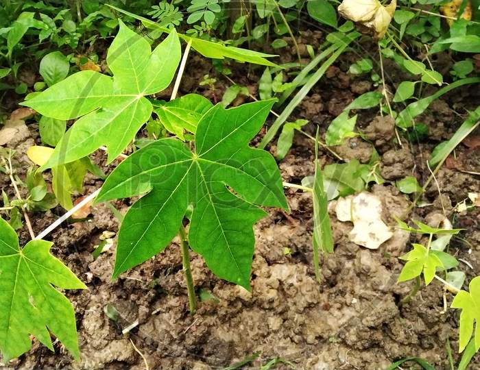 A Young Papaya Plant In The Jungle