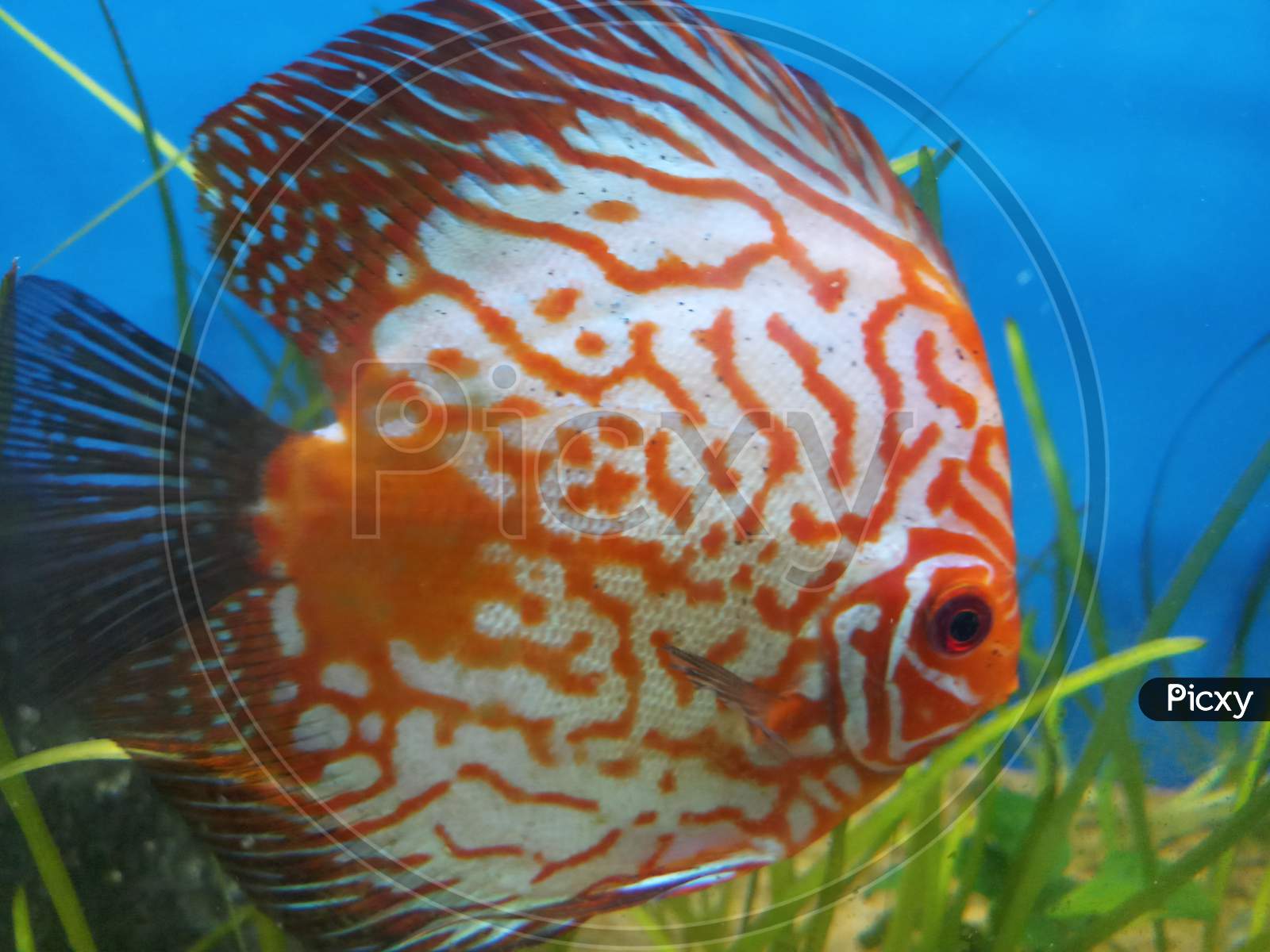 Checkerboard discus fish in the aquarium