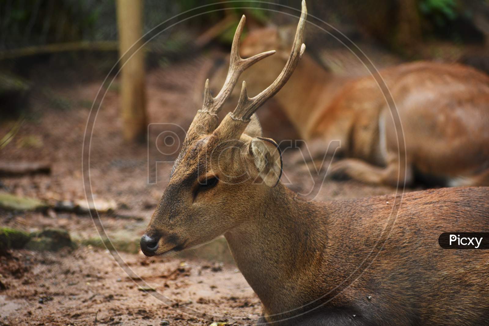Beautiful Wild Deer Are Sitting In A Zoo