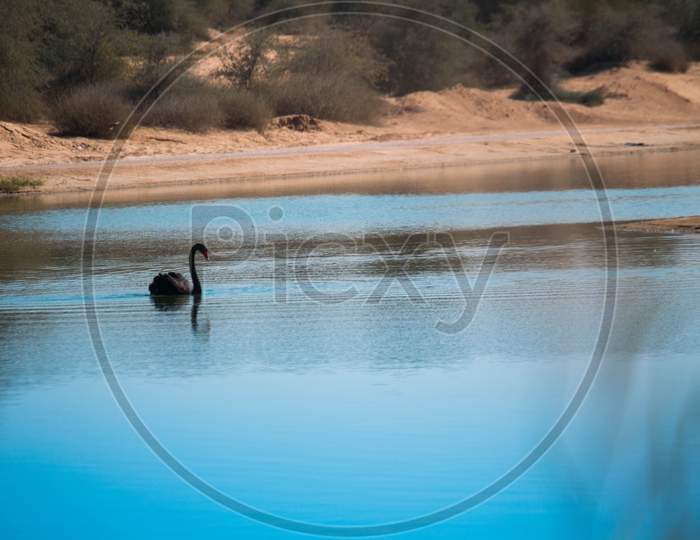 The Brow Heron In Man Made Lake, Taken From Al Quadra Lake Dubai