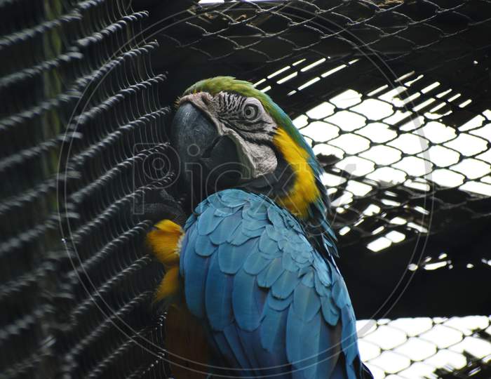 Beautiful Macaw In The Cage of A Zoo