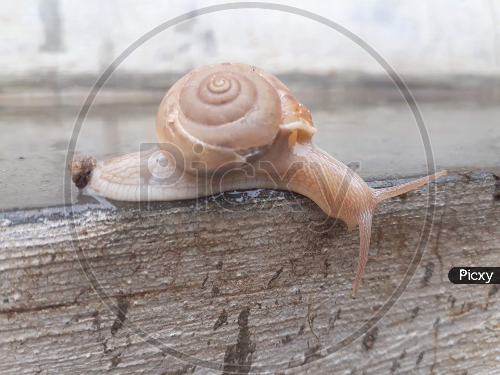 Snail in the rain