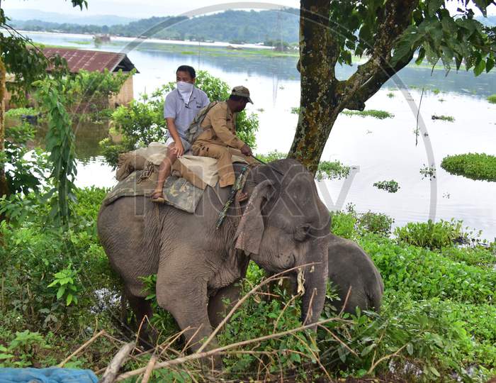 Forest officials use elephants to chase a rhino which strayed off from the flood-affected areas of the Kaziranga National Park to the National Highway 37 in Nagaon, Assam on July 18, 2020
