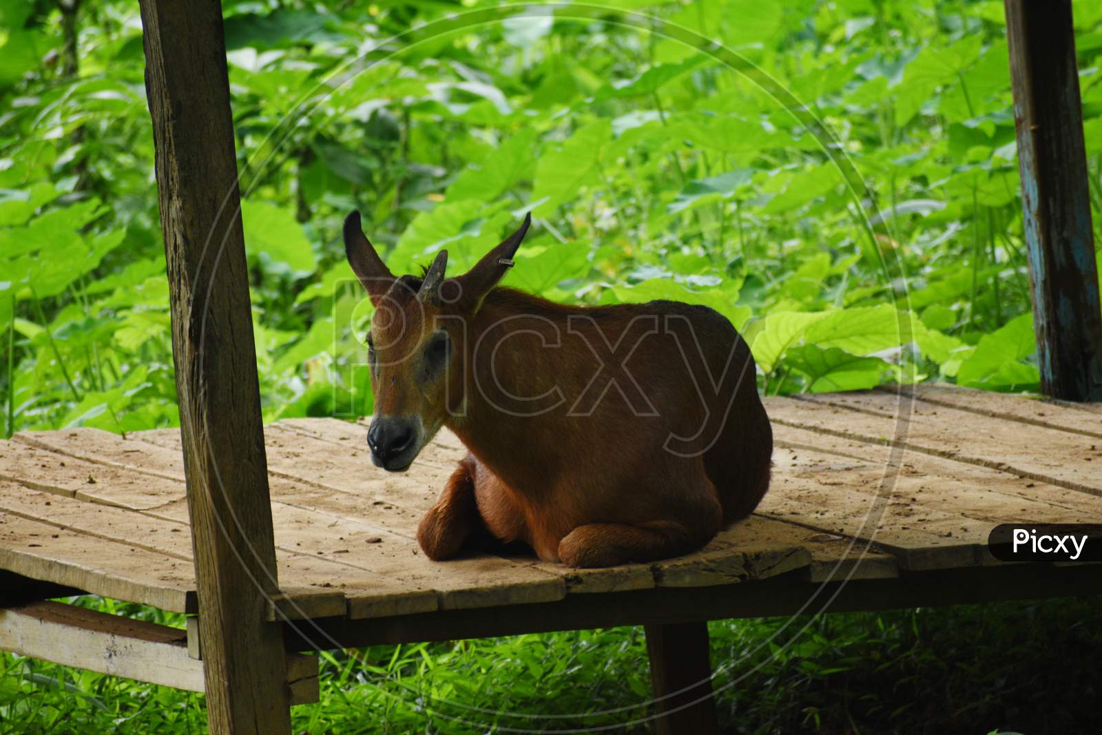 Beautiful Deer In Indian Jungle