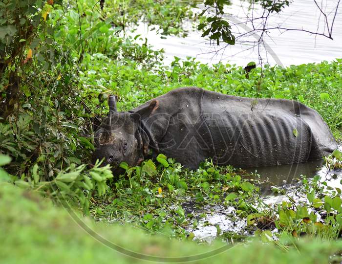 A rhino rests on National Highway 37 after it stranded off from the flood-affected areas of the Kaziranga National Park in Nagaon, Assam on July 18, 2020