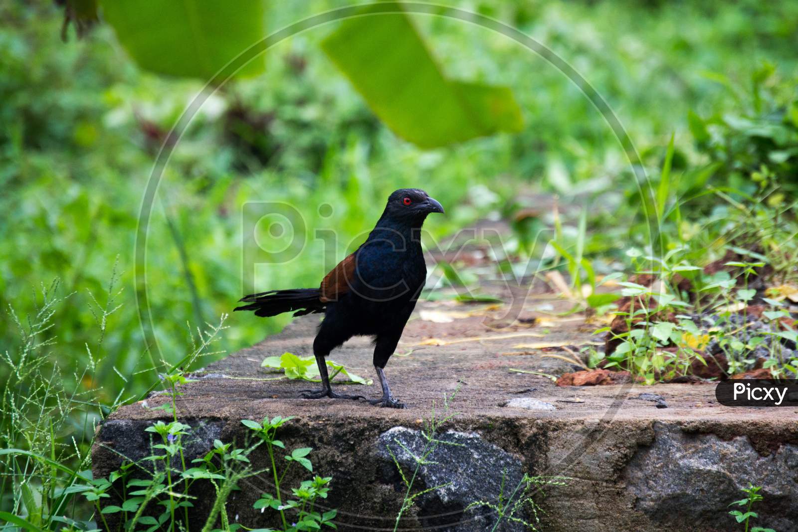 Indian Greater Coucal Or Crow Pheasant Walking On The Rock