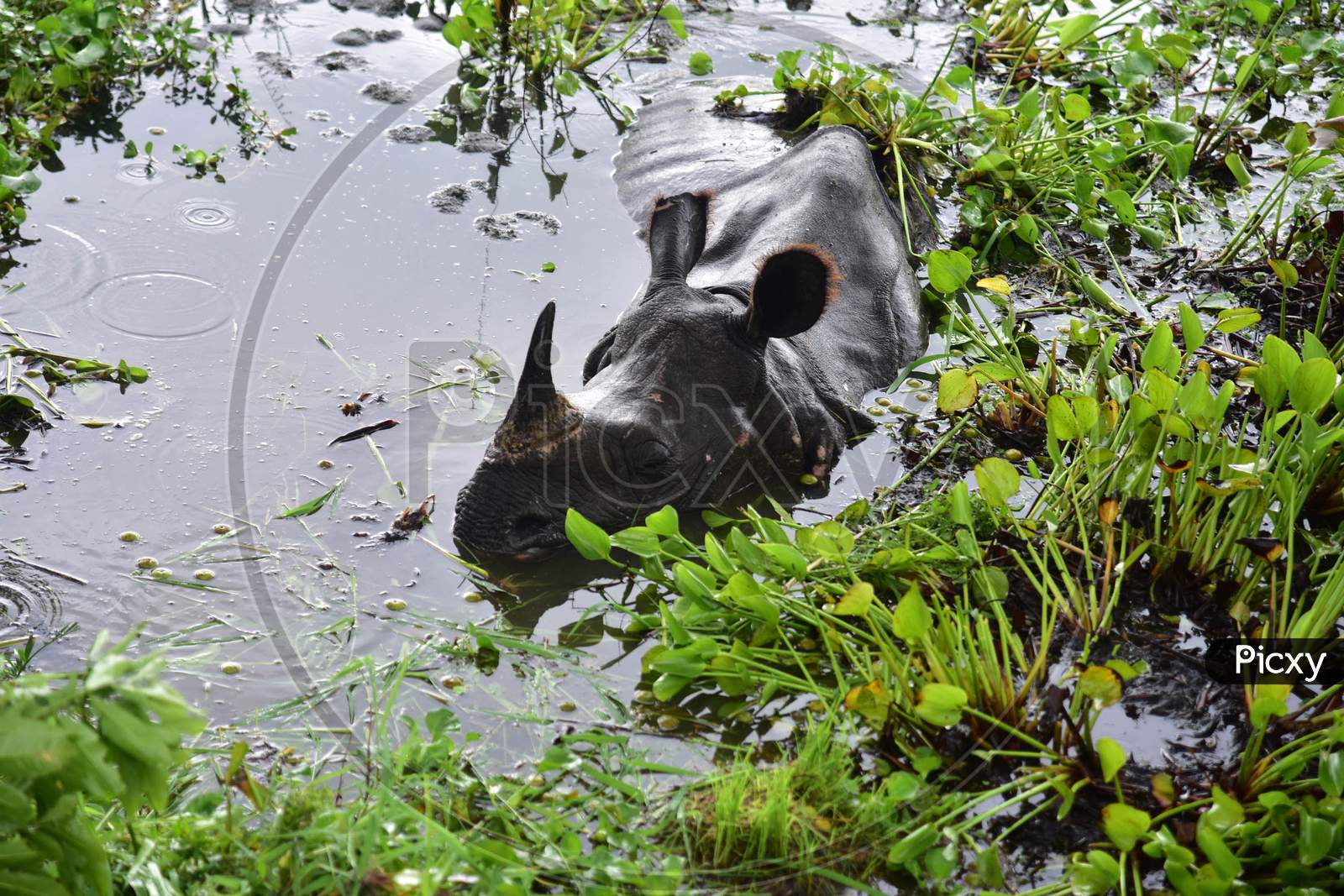 A rhino rests near National Highway 37 as the Kaziranga National Park got flooded in Nagaon, Assam on July 18, 2020