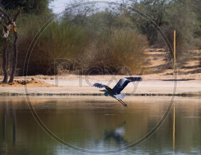 Gray Color Wild Duck Flying From Man Made Lake, Taken From Al Quadra Lake Dubai