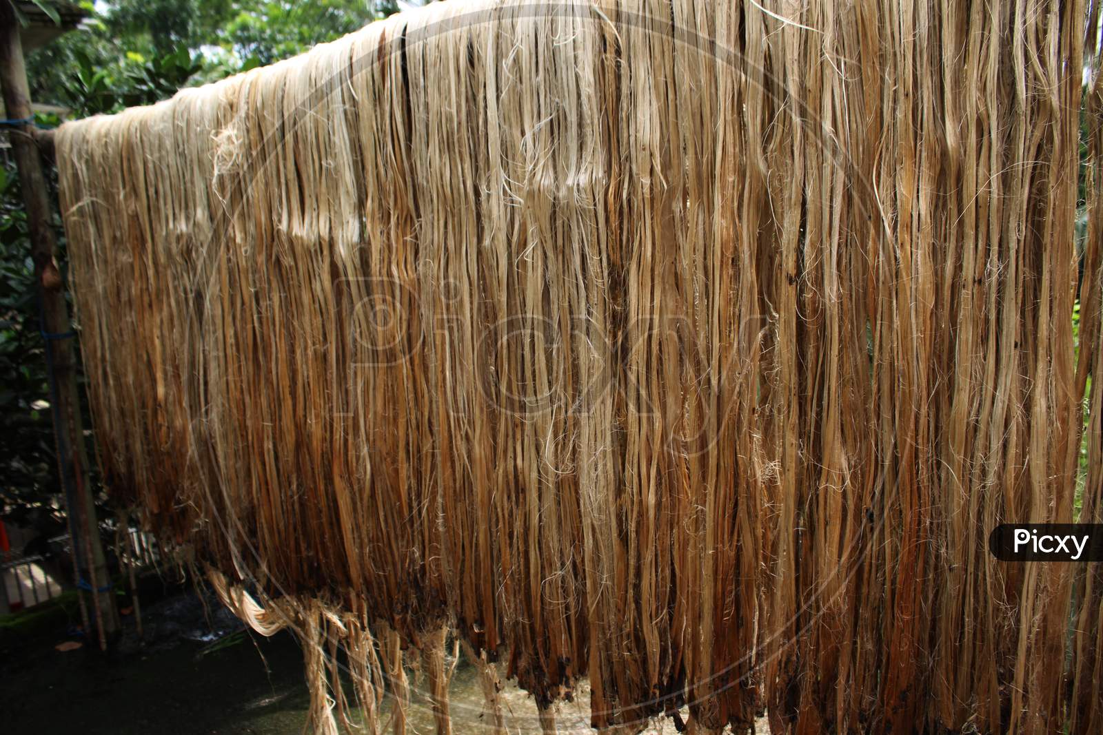 Jute fiber drying on the bamboo stick