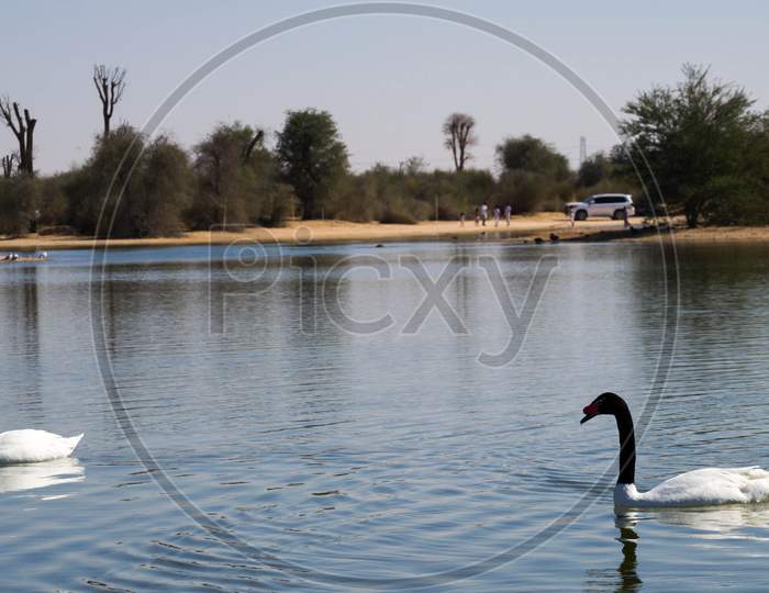 White Wild Ducks Swimming In Man Made Lake, Taken From Al Quadra Lake Dubai