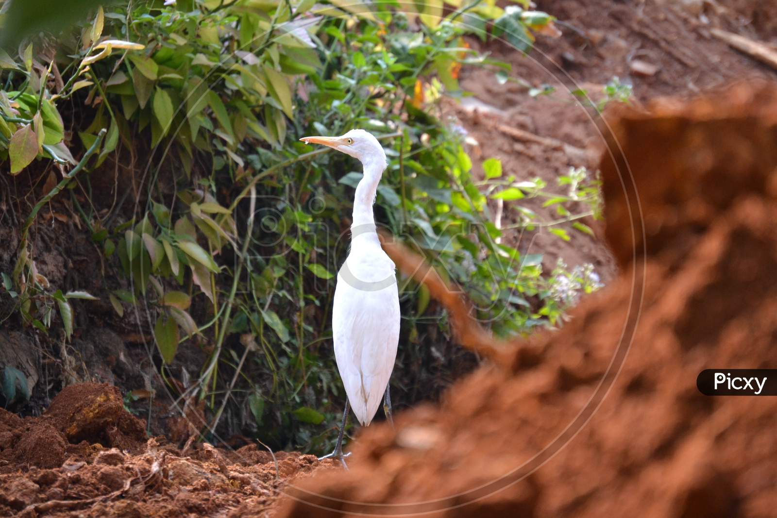 The White Heron Walking In Muddy Field