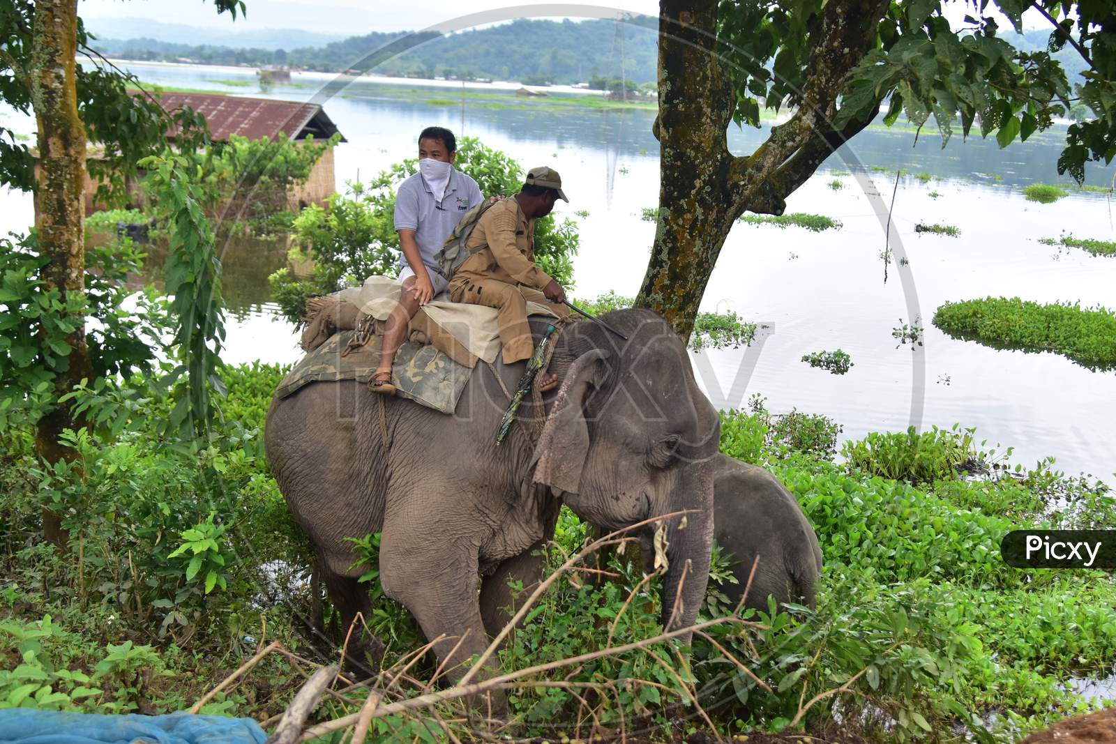Forest officials use elephants to chase a rhino which strayed off from the flood-affected areas of the Kaziranga National Park to the National Highway 37 in Nagaon, Assam on July 18, 2020