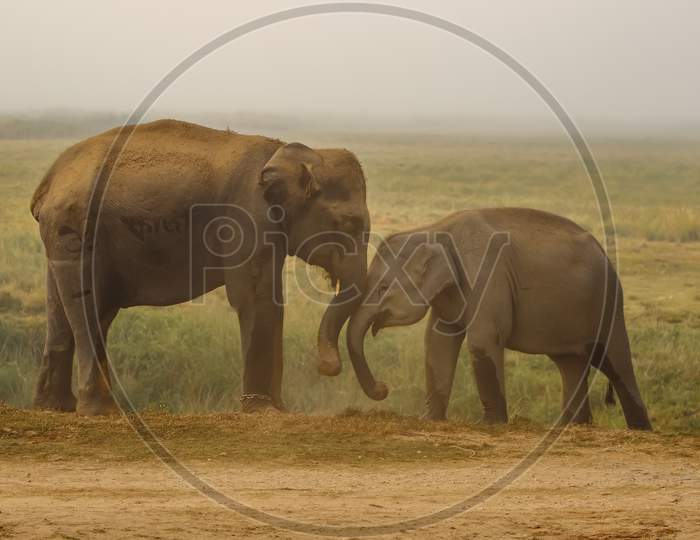 Two elephants with tusks playing together