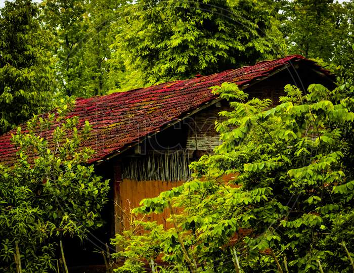 Vintage Wooden House In Forest.