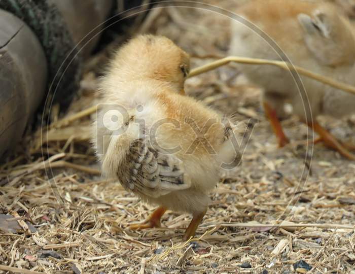 Image Of Little Chicks Walking Around For Food.
