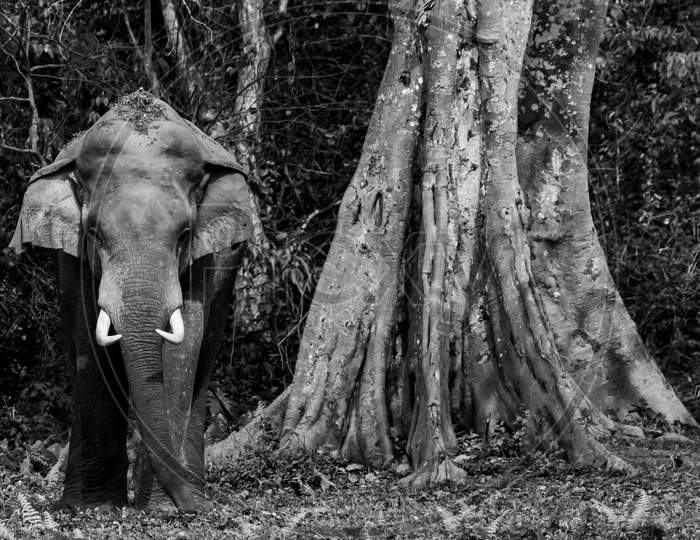 a close up image of a wild Asian Elephant in monochrome