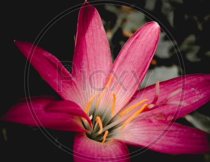 Pink water lily Flower