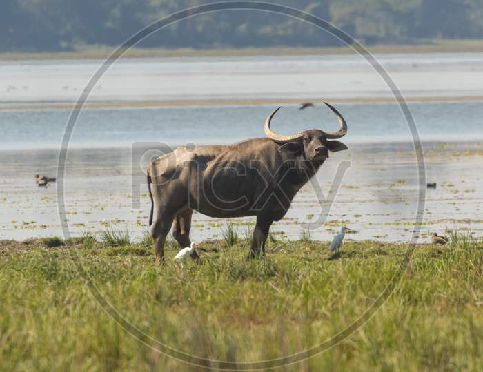 A wild water buffalo standing