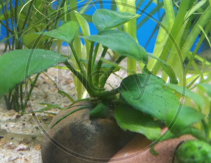 Anubias nana beginner hardy aquarium plant growing on rock in river sand in aquarium