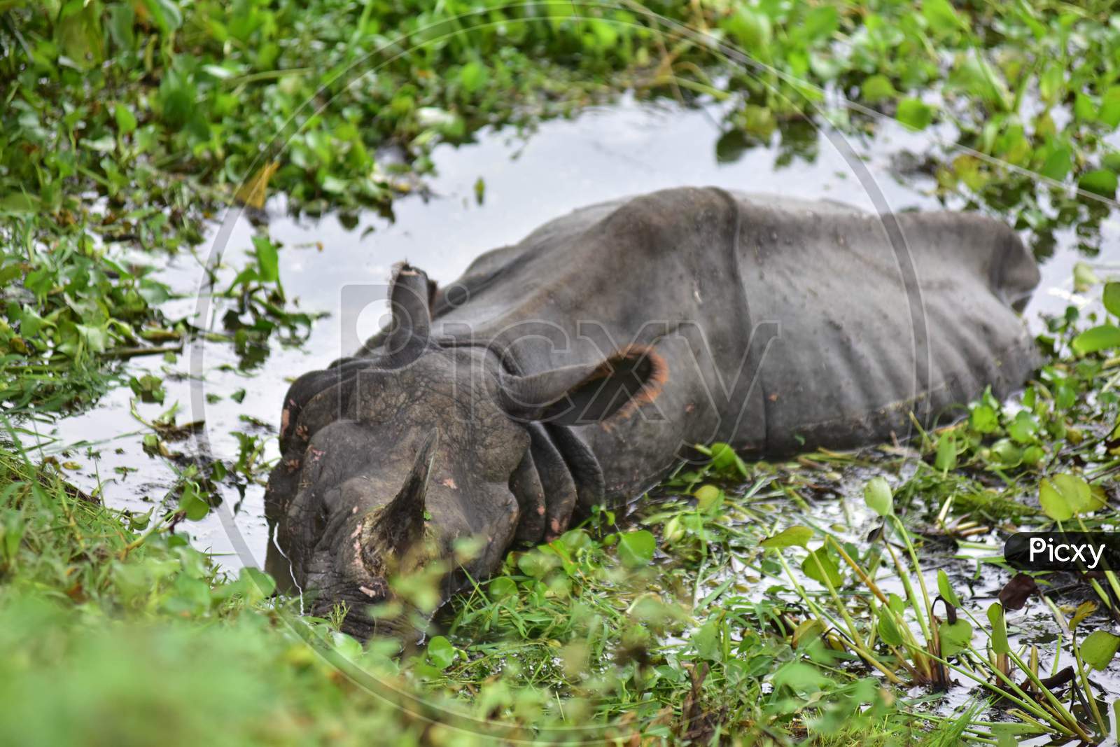 A rhino rests near National Highway 37 after it strayed out of the flood-affected Kaziranga National Park in Nagaon, Assam on July 18, 2020