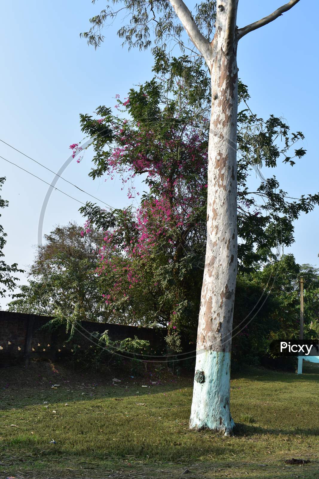 A white tree with pink flowers