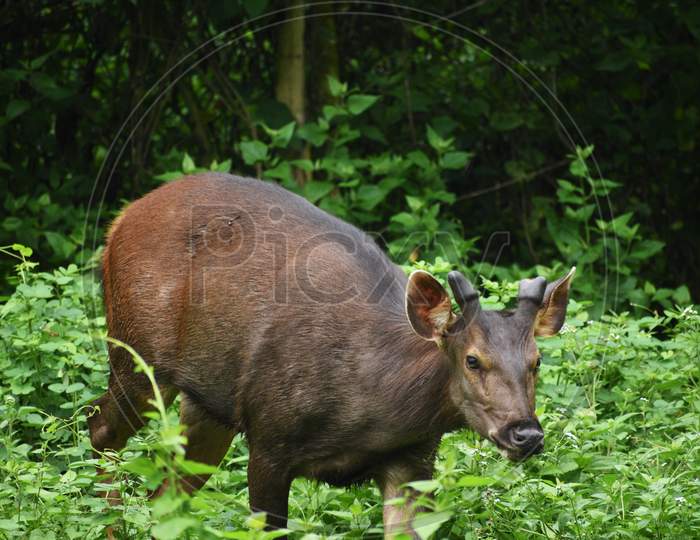 A Deer Is Eating Green Plants And Leaves In The Jungle