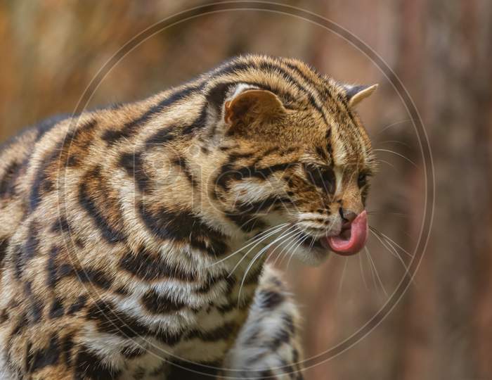A wild leopard cat