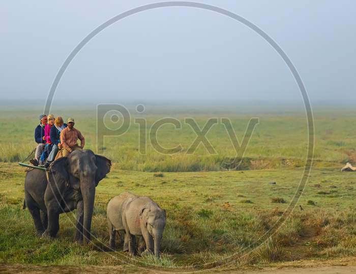 Tourists at kaziranga national park enjoying elephant safari