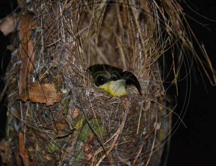 Weaver Bird Looking Through Nest Hanging In House Terrace In Kerala
