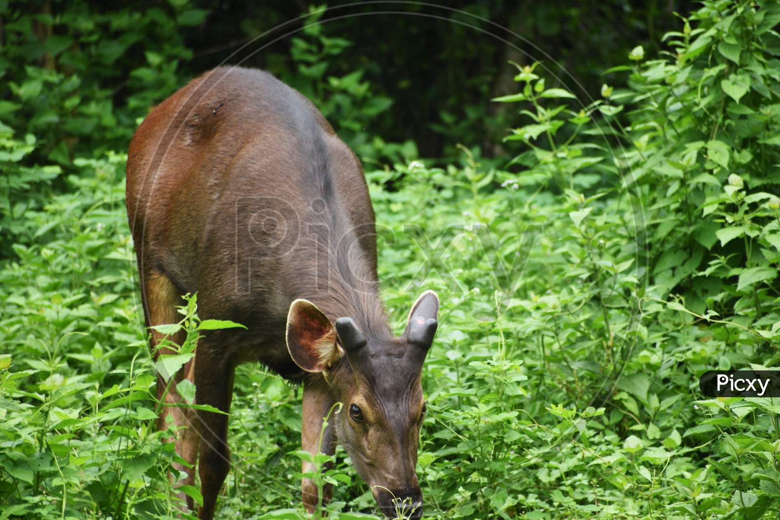 A Deer Is Eating Green Plants And Leaves In The Jungle