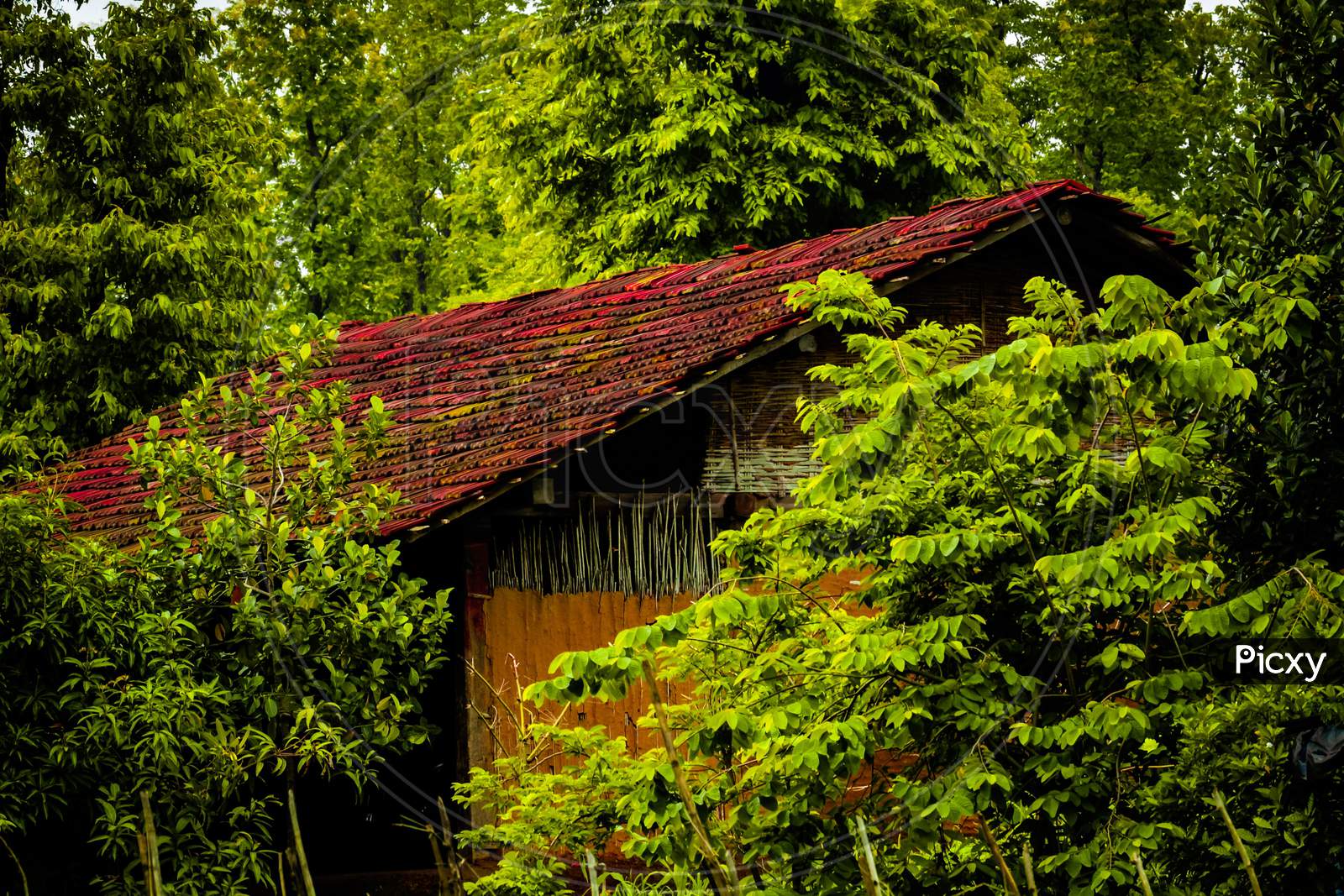 Vintage Wooden House In Forest.