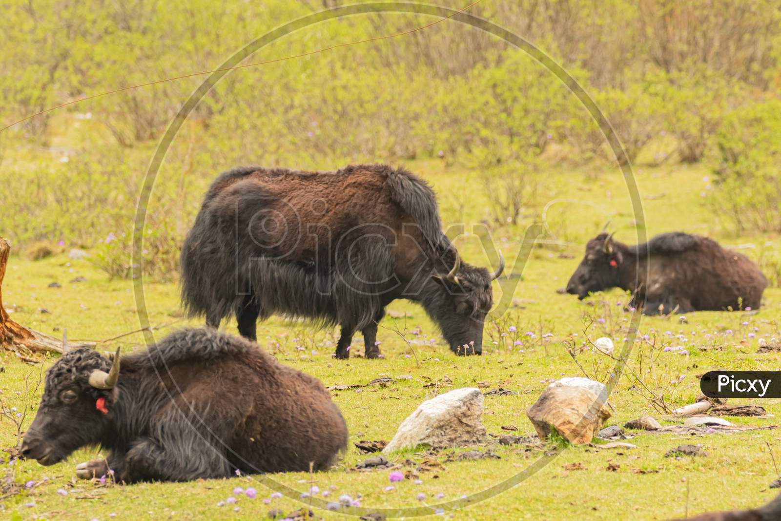 Images of domestic yak grazing