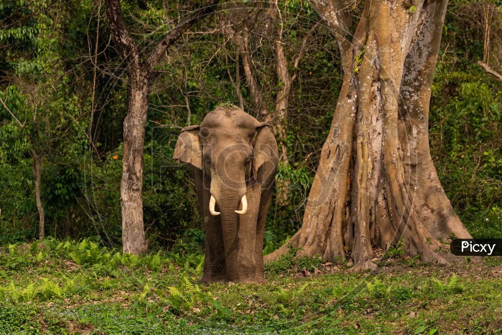 a wild Asian Elephant with tusks standing at the edge of a jungle