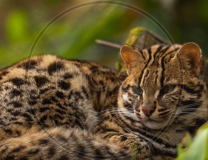 A wild leopard cat