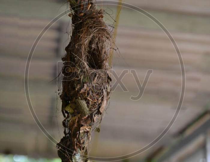 Weaver Birds Nest Hanging In House Terrace In Kerala